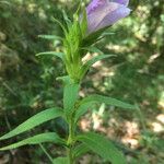 Campanula mediumBlomma