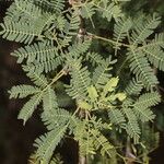 Vachellia farnesiana Blatt