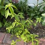 Acalypha australis Blad