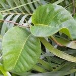 Echites umbellatus Leaf