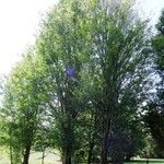 Zelkova carpinifolia عادت داشتن