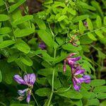 Vicia americana Flor