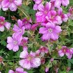 Geranium endressiiFlor