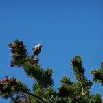 Pinus albicaulis Habitatea