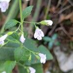 Clinopodium nepeta Flower