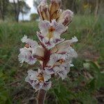 Orobanche crenata Flower