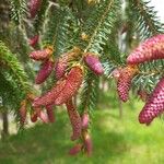 Picea brachytyla फूल