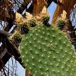 Opuntia leucotricha Blatt