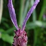 Lavandula pedunculata