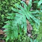 Polypodium cambricum 葉