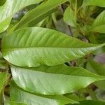 Michelia champaca Лист