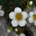 Saxifraga squarrosa Floare