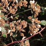 Thapsia garganica Fruit