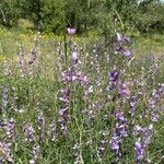 Vicia dalmatica 花