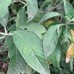 Fuchsia boliviana Folio