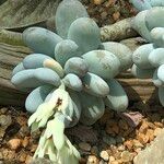 Pachyphytum oviferum Habitus