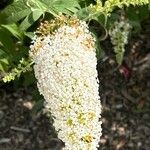 Buddleja asiatica Virág