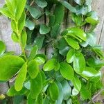 Griselinia lucida Blatt