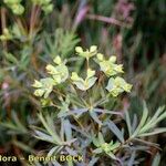 Euphorbia esula Other