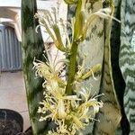 Sansevieria trifasciata花