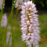 Bistorta officinalis Bloem
