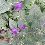 Strobilanthes attenuata Flower