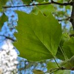 Platanus × hispanica Leaf