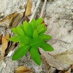 Avicennia germinans Leaf