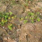 Marsilea minuta Habit