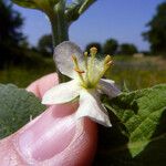 Verbascum × thapsi 花