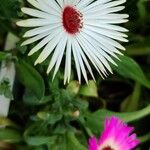 Dorotheanthus bellidiformis Flower