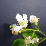 Rubus bertramii Blomma