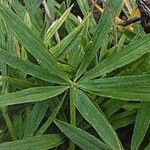 Trifolium polyphyllum Levél