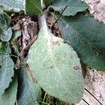 Hieracium phlomoides Leaf