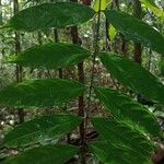 Connarus fasciculatus Hoja