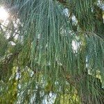 Casuarina equisetifoliaLapas