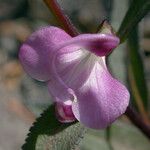 Pedicularis racemosa Virág
