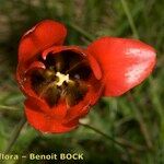 Tulipa planifolia Maua