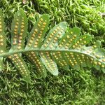 Polypodium californicum Hoja