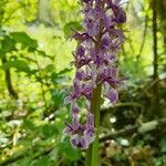 Orchis masculaᱵᱟᱦᱟ