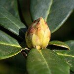 Rhododendron haematodes Sonstige