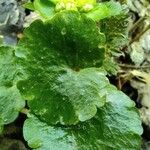 Chrysosplenium alternifolium Листок