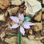 Colchicum cupanii Квітка