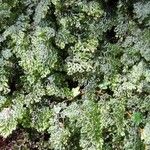 Hymenophyllum barbatum Leaf