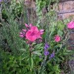 Phlox carolina Flower