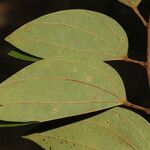 Bauhinia ungulata Hoja