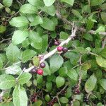 Xylosma flexuosa Hábito