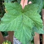 Rubus parviflorus Fuelha