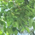 Bursera simaruba Leaf