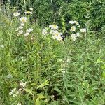 Erigeron annuus Habitat